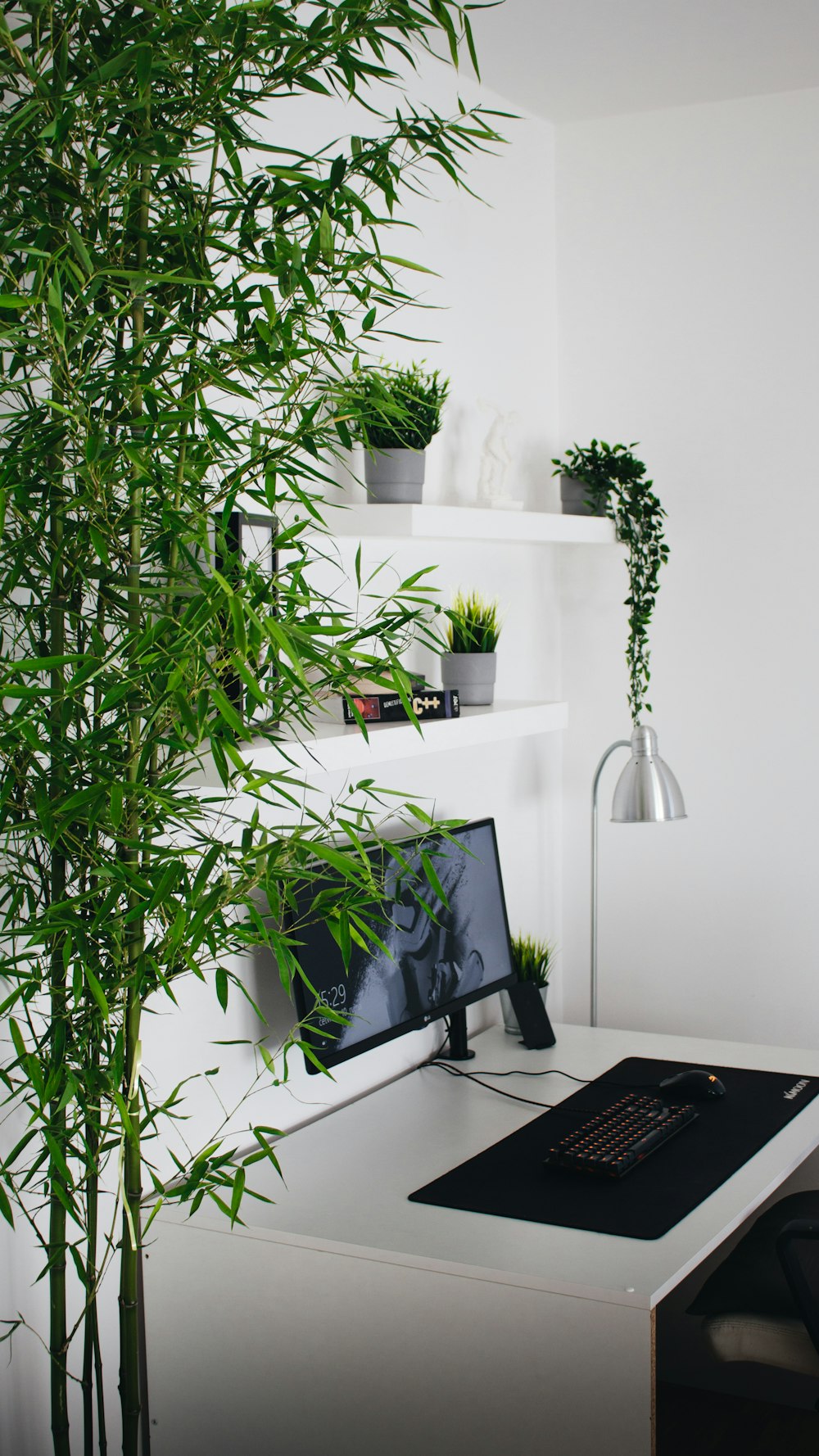 green plant near black laptop computer