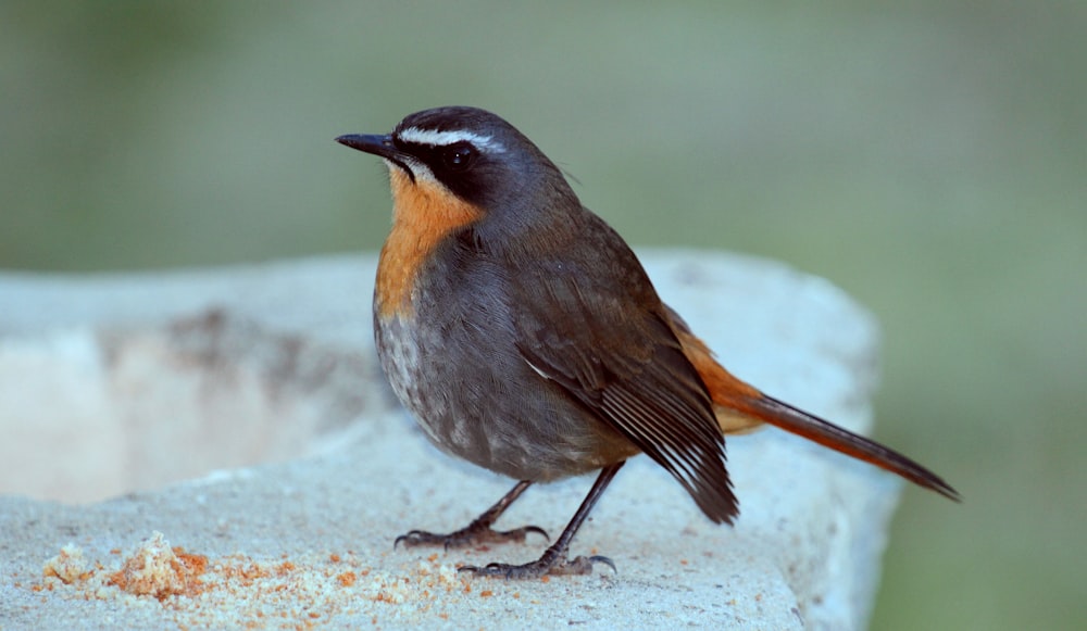 brown and gray bird on gray rock