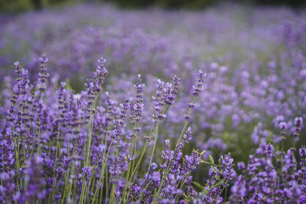 purple flower field during daytime