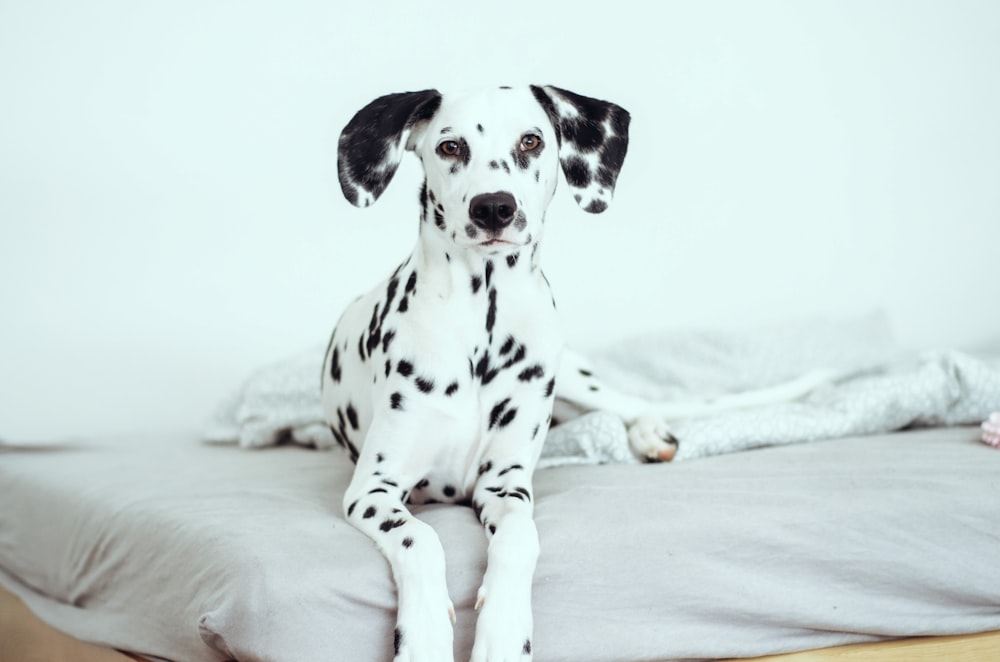 dalmatian dog on white textile