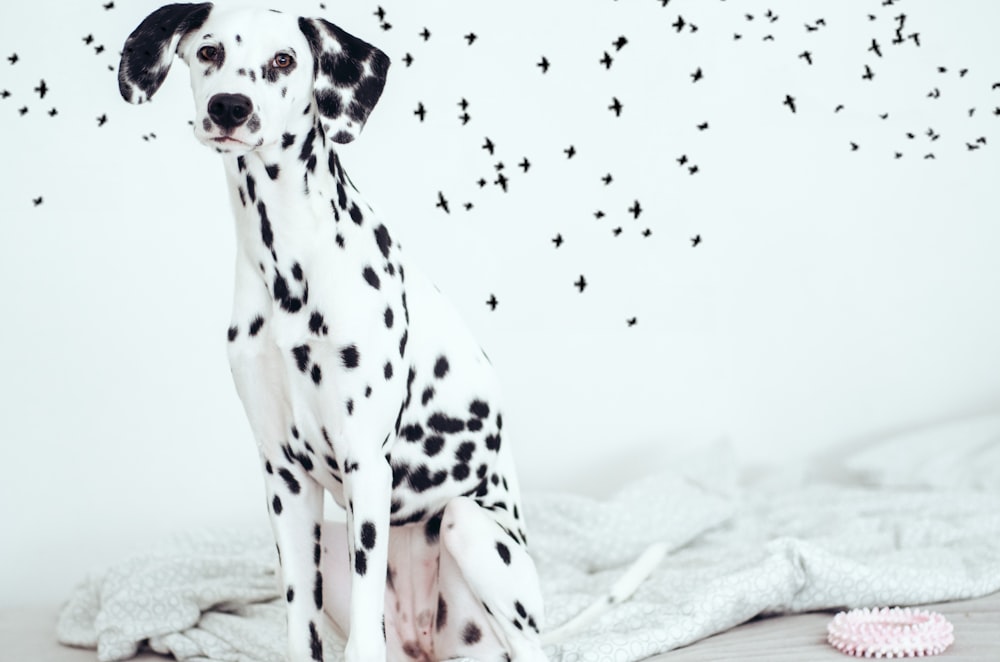 white and black dalmatian dog