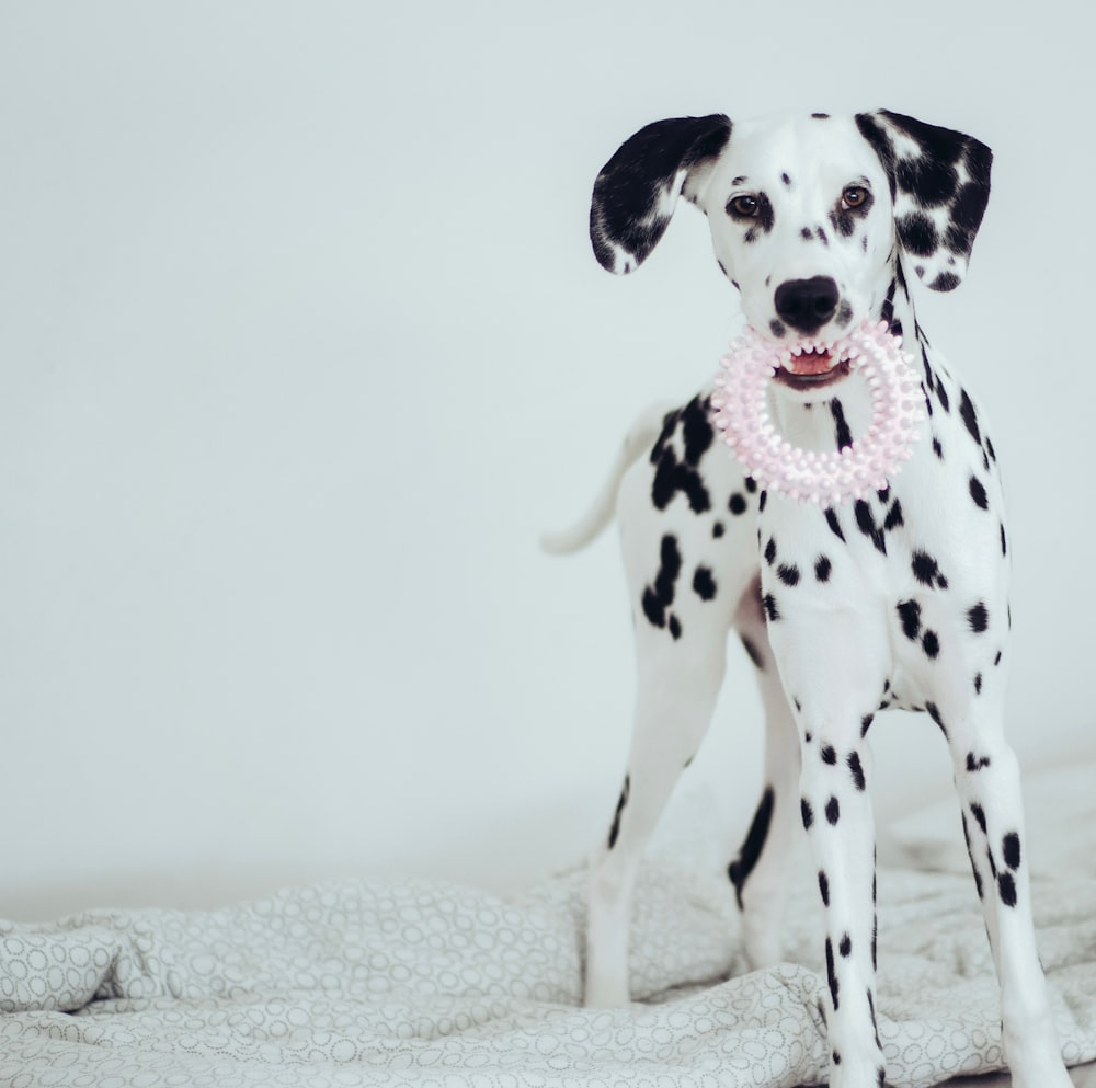 dalmatian dog on white textile
