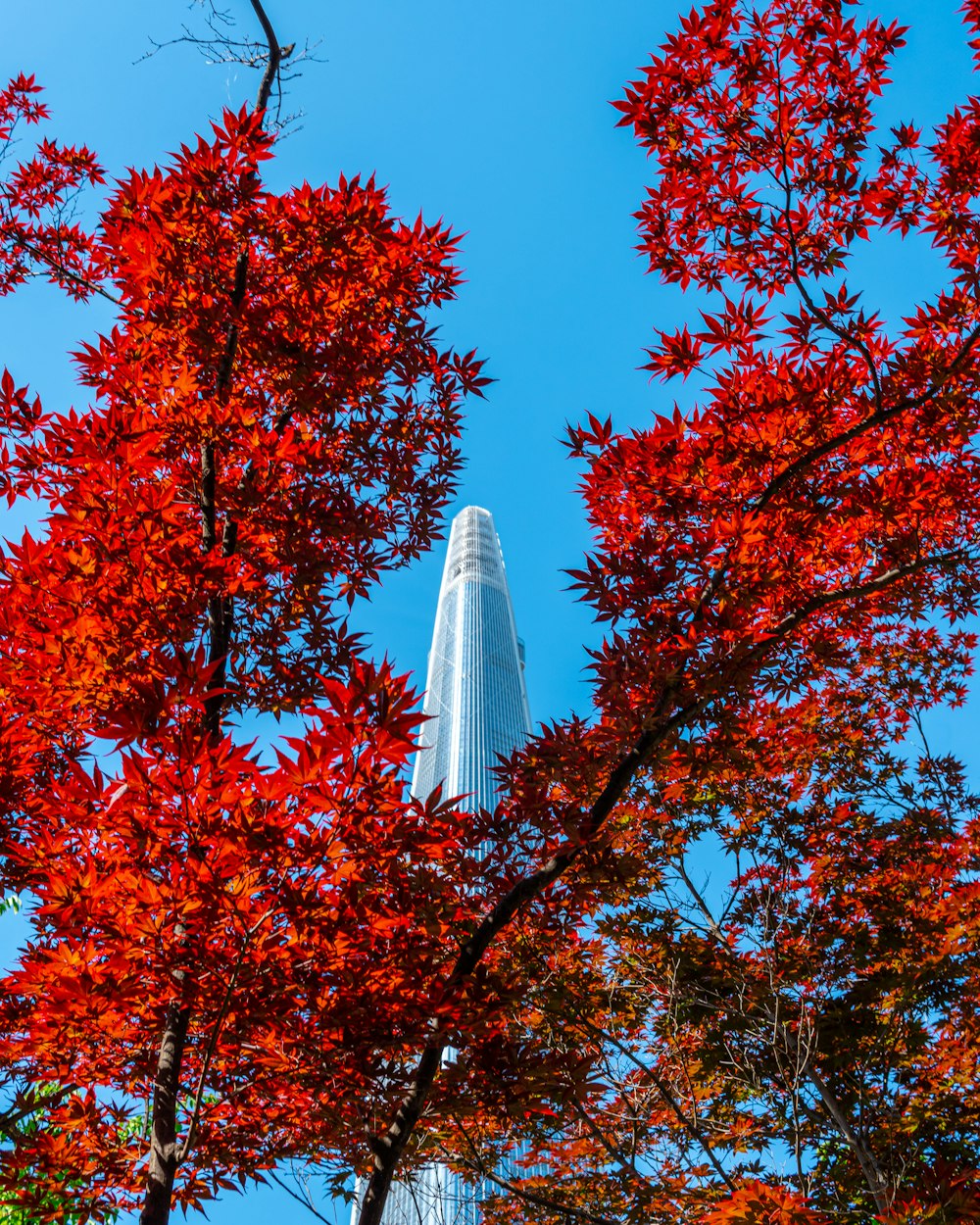 red and brown leaf trees