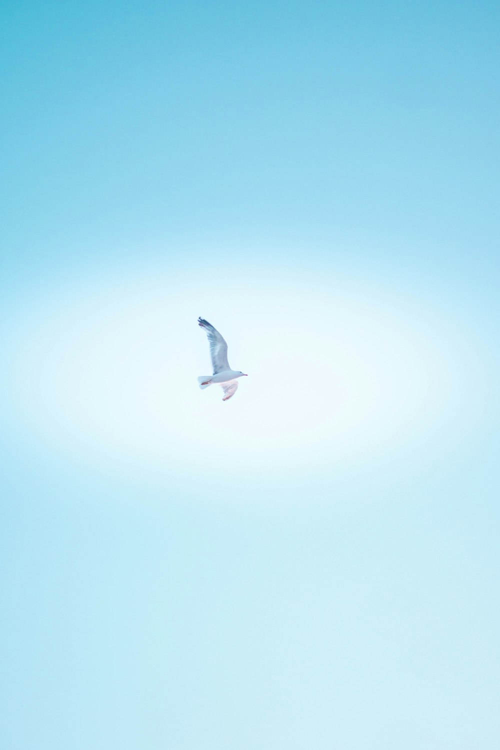 white bird flying in the sky