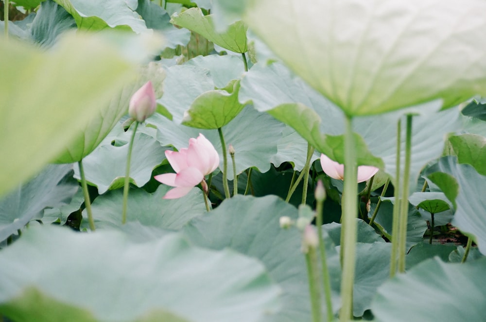 pink flowers with green leaves