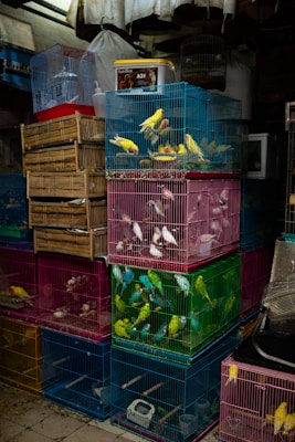 green and yellow bird cage