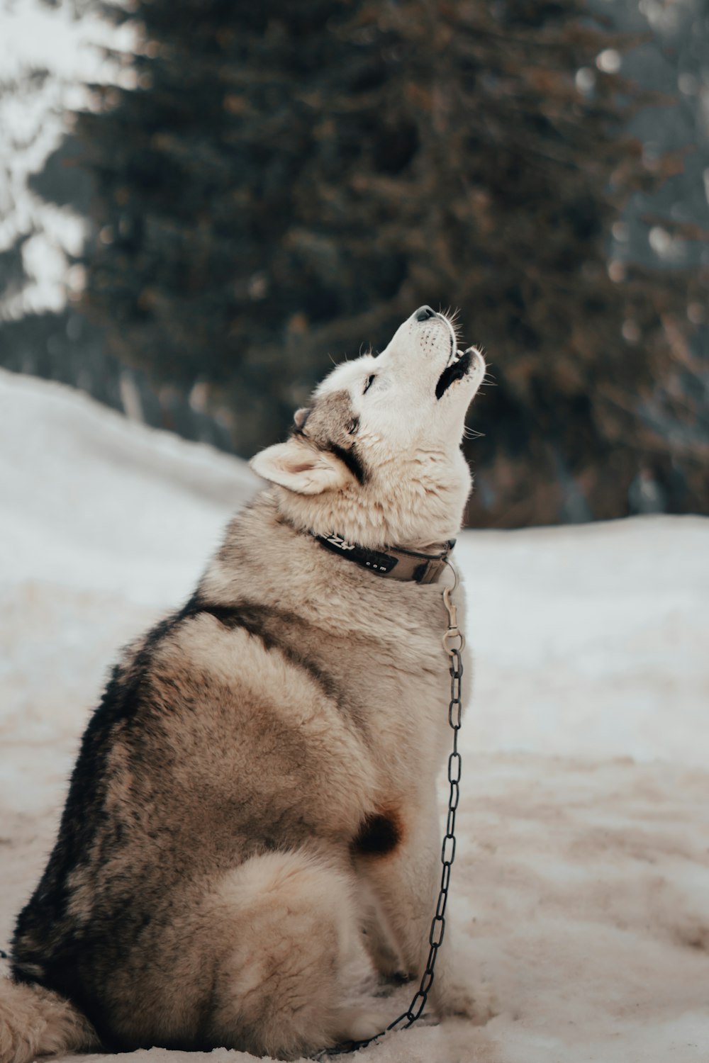 brown and white siberian husky on snow covered ground during daytime