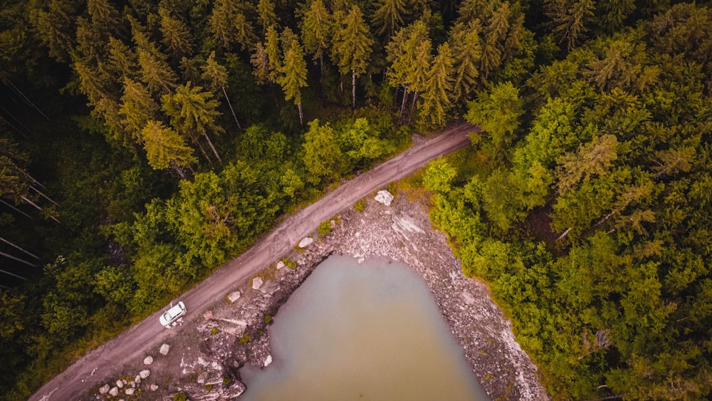 green trees near river during daytime