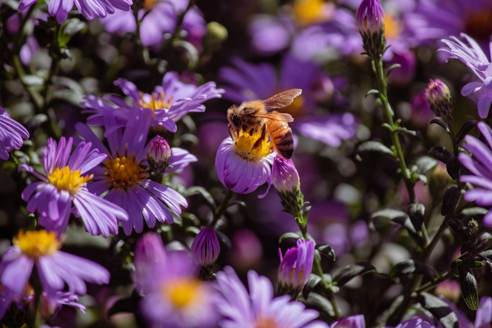 purple flower with bee on top