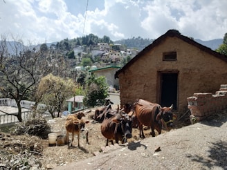 A group of cows is gathered near a rustic, mud-brick house with a slanted roof. The scene is set on a hillside, with trees and bushes dotting the landscape. Containers and dried foliage are scattered around, and a range of houses can be seen in the background against a backdrop of hills under a partly cloudy sky.