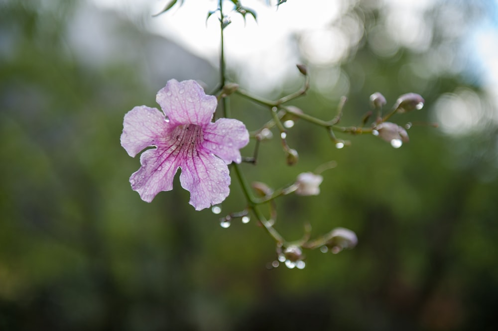 purple flower in tilt shift lens