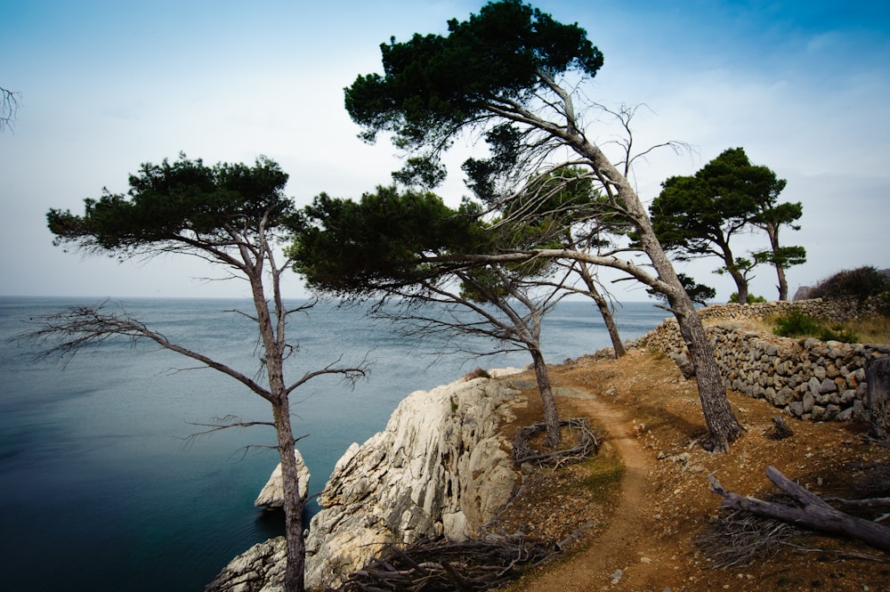 green tree on brown rock formation near body of water during daytime