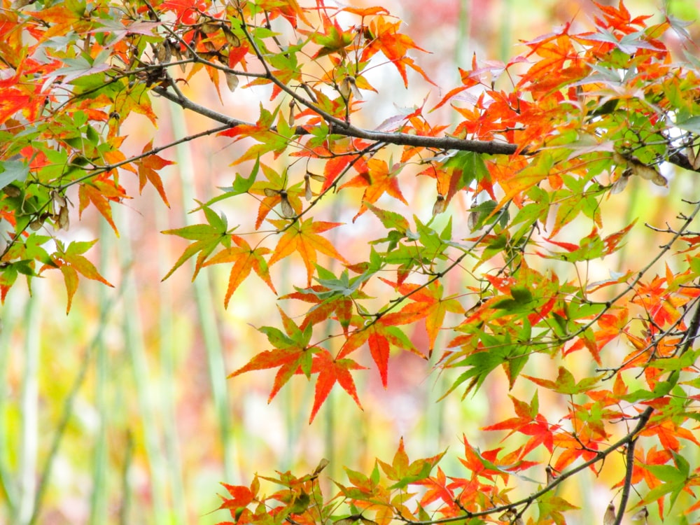 red and brown leaves during daytime