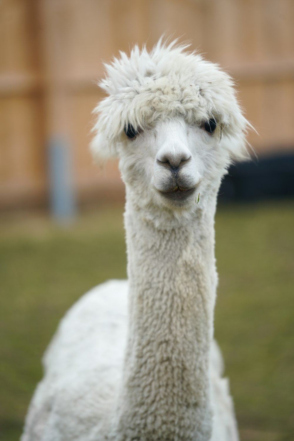 white llama on green grass field during daytime