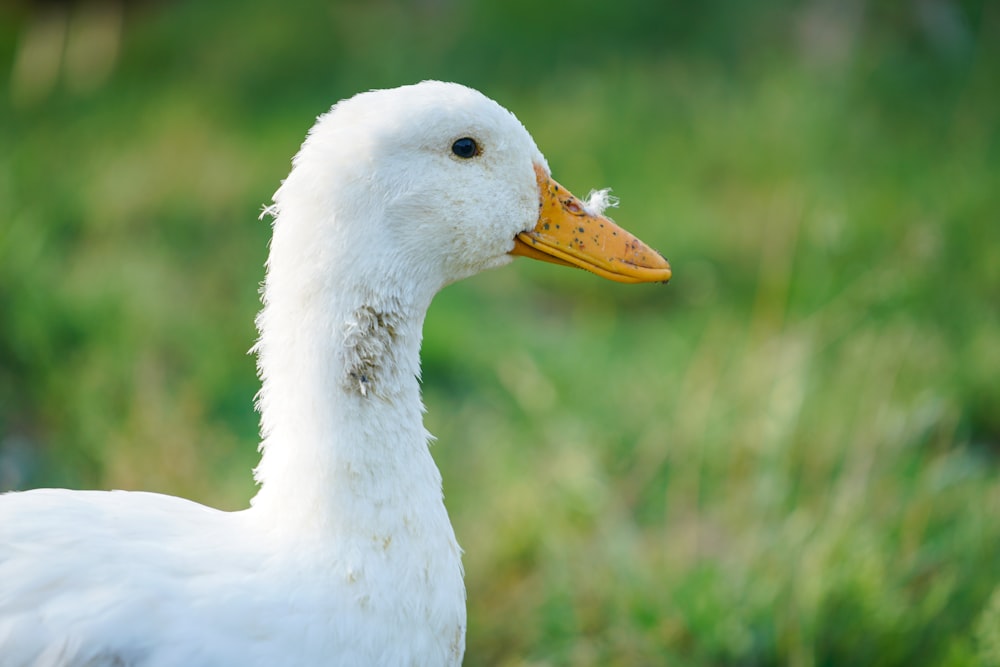 Weiße Ente auf grünem Rasen tagsüber