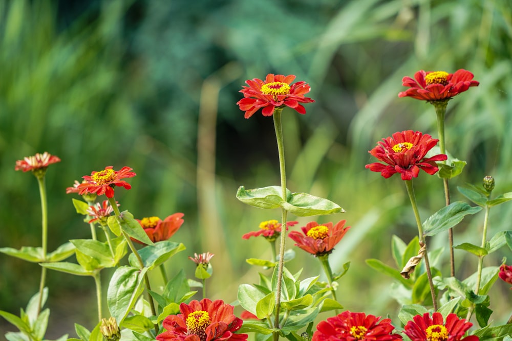 red and yellow flowers in tilt shift lens