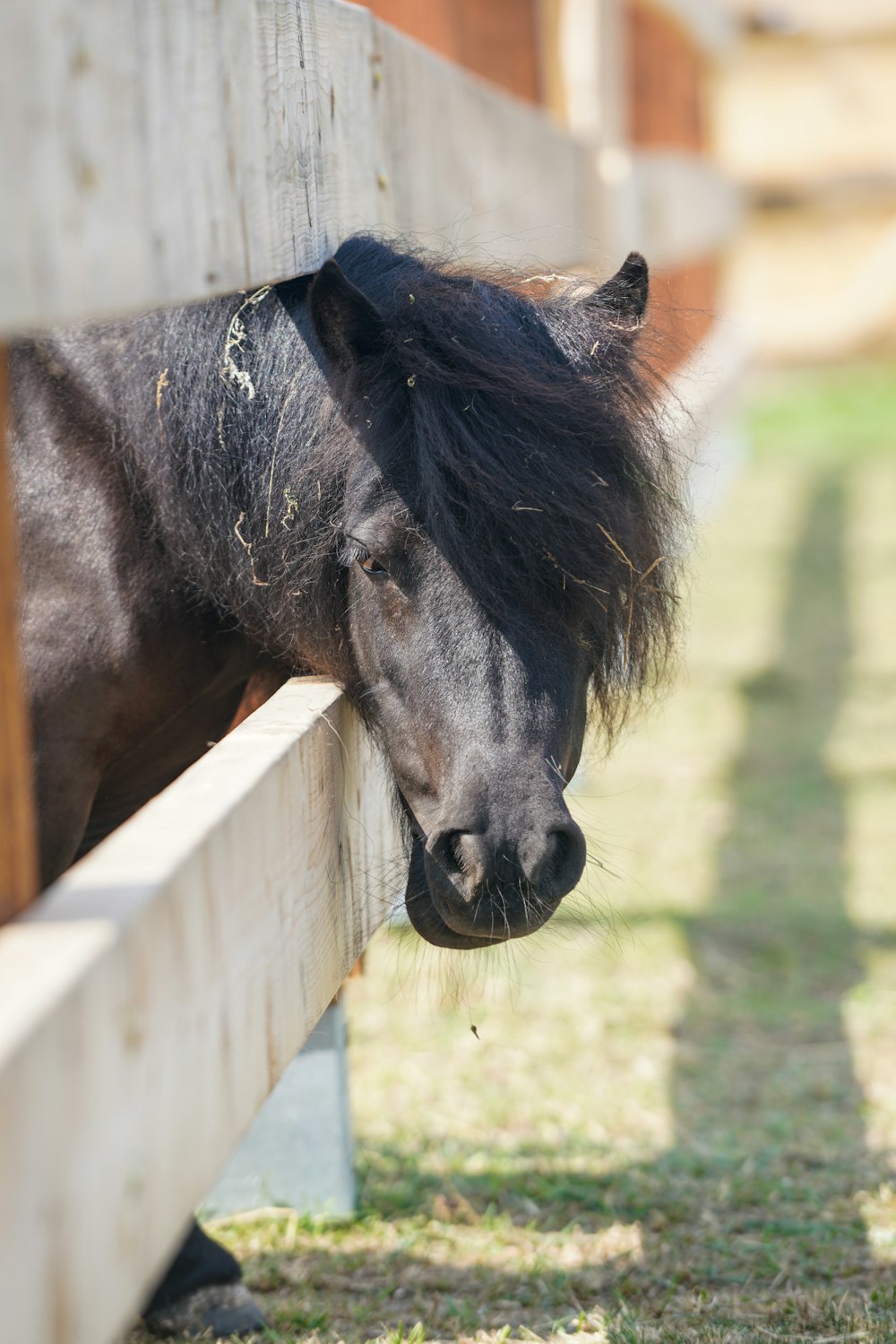 black horse on white wooden fence during daytime