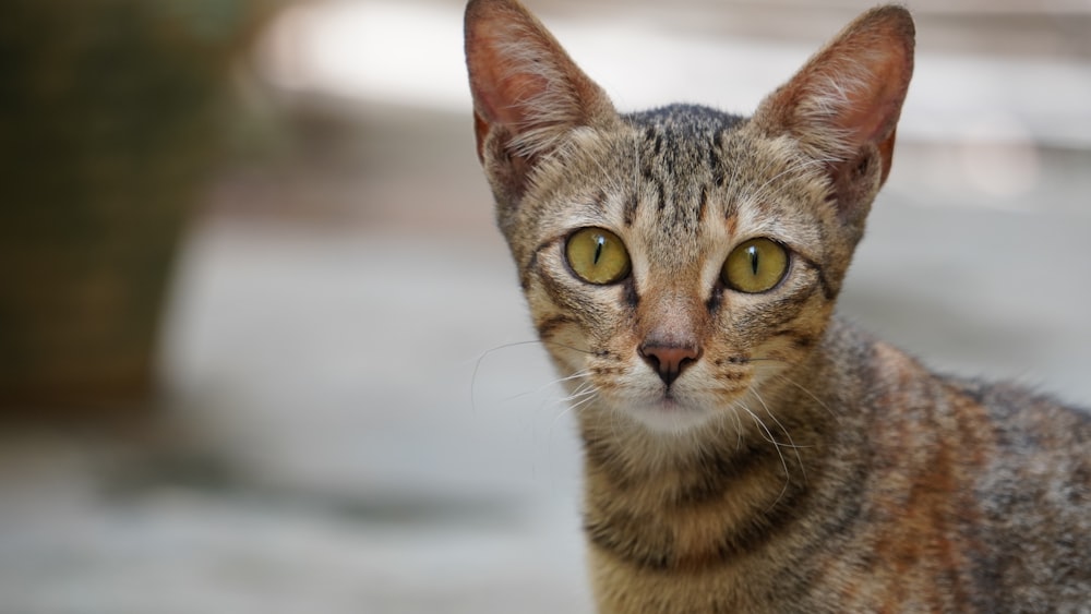 brown tabby cat in close up photography