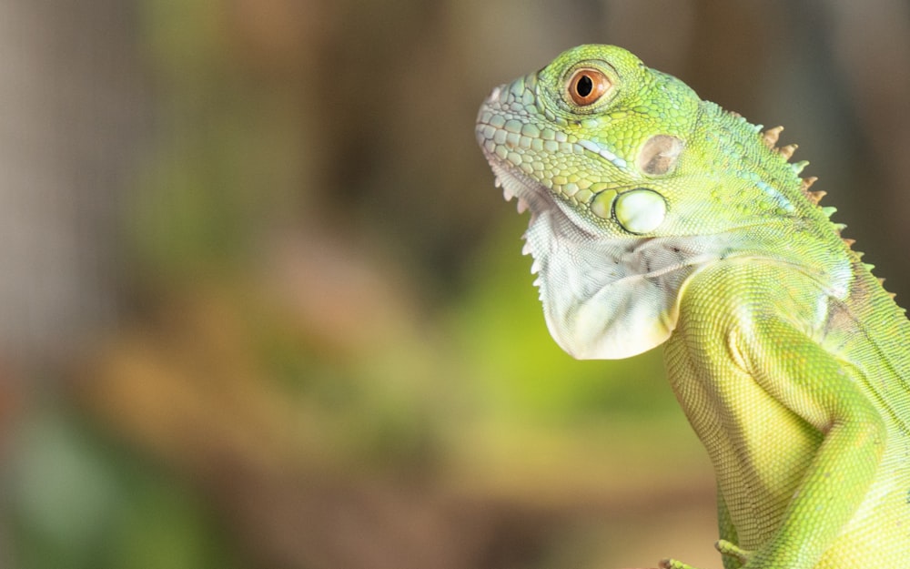 green and white lizard on brown tree branch