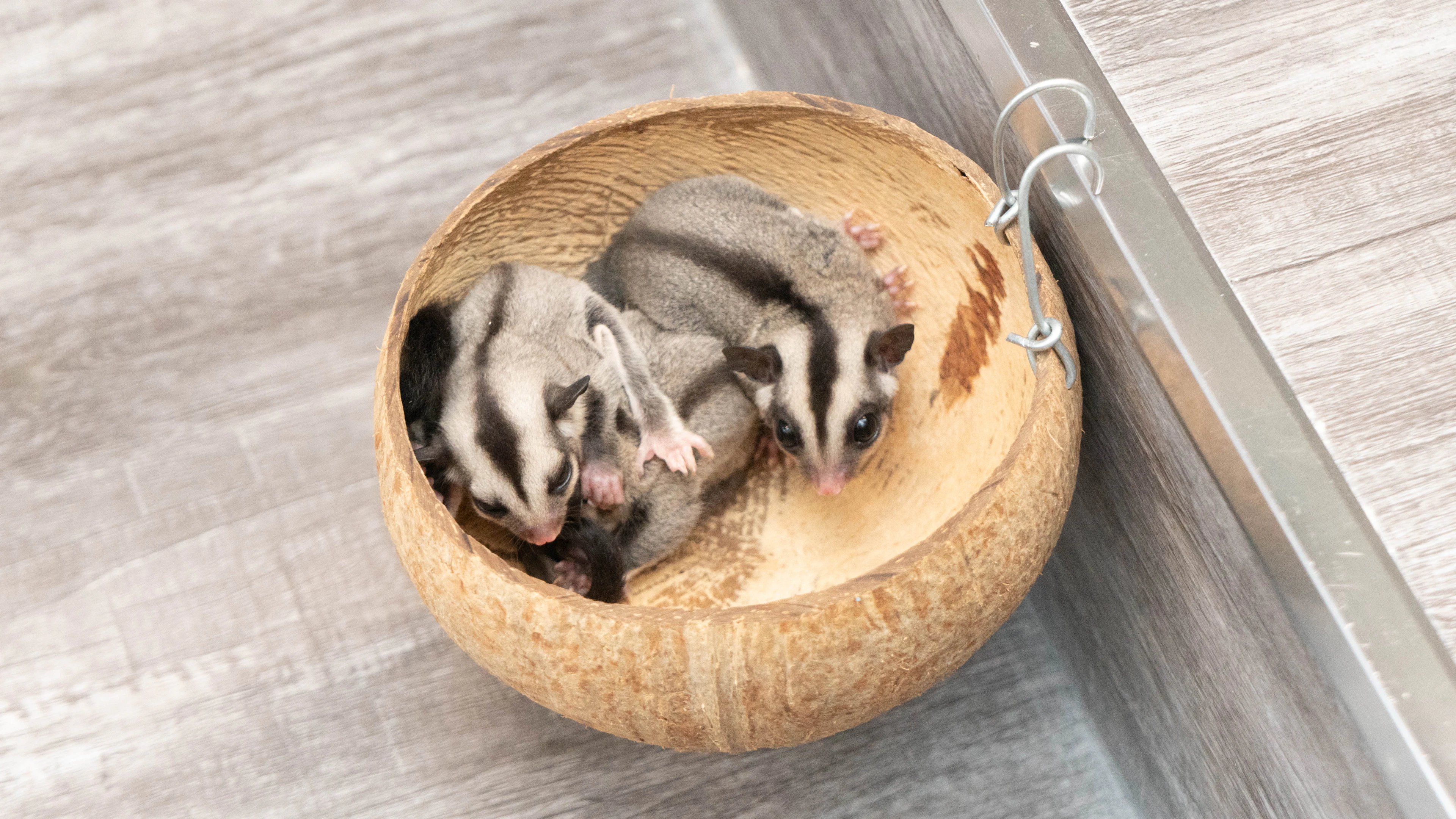 Two sugar gliders curled up asleep together