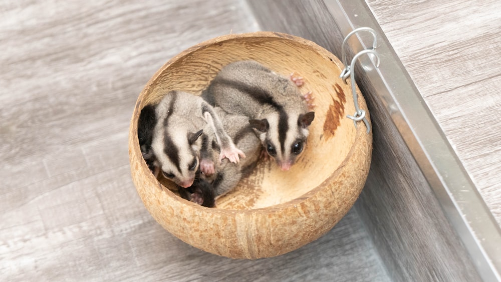 Animal gris et blanc sur bol rond en bois brun