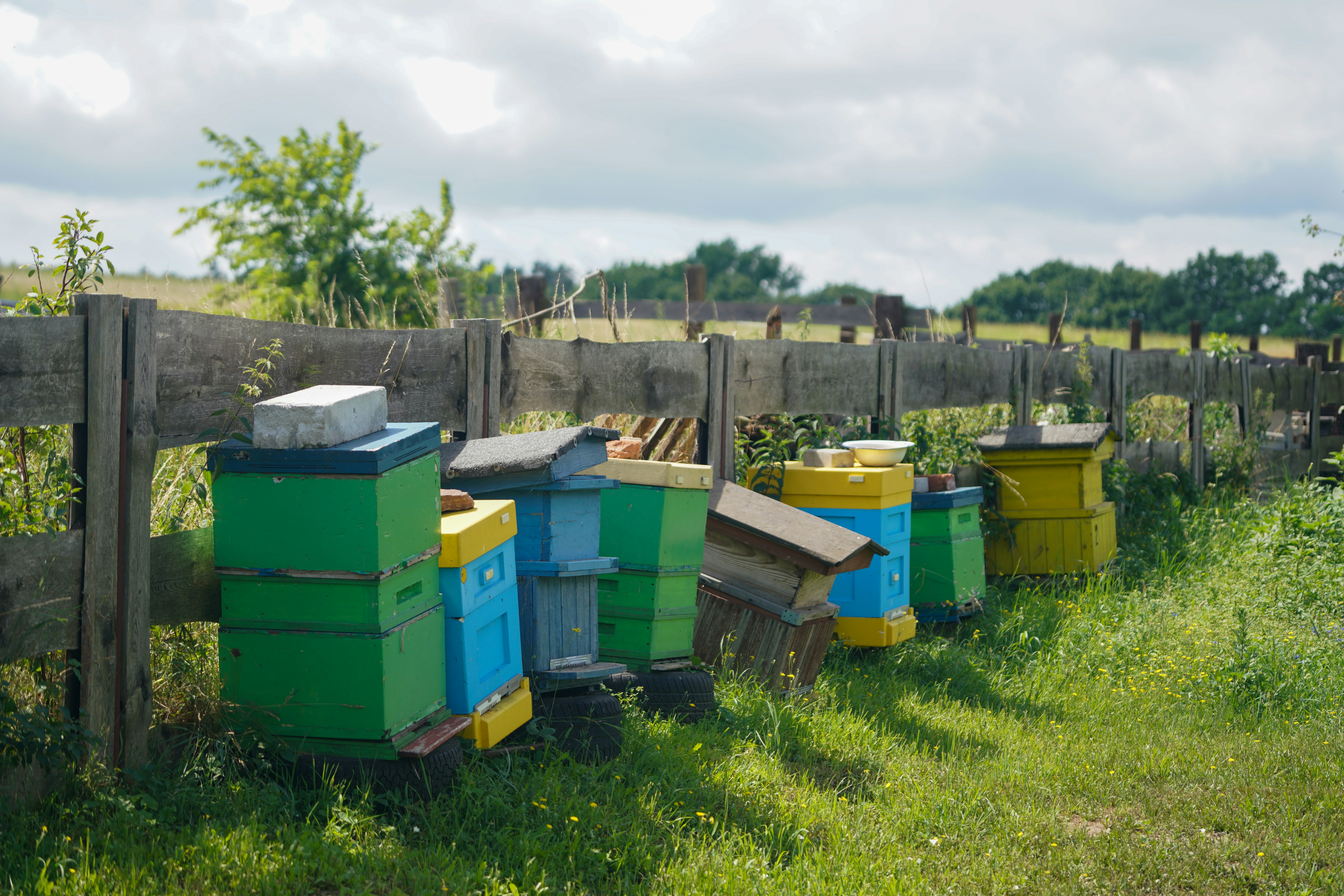 Adanalı Kadın Arıcı 6 Yılda 12 Kovandan 200 Kovana Ulaştı - Yaşam haberi görseli
