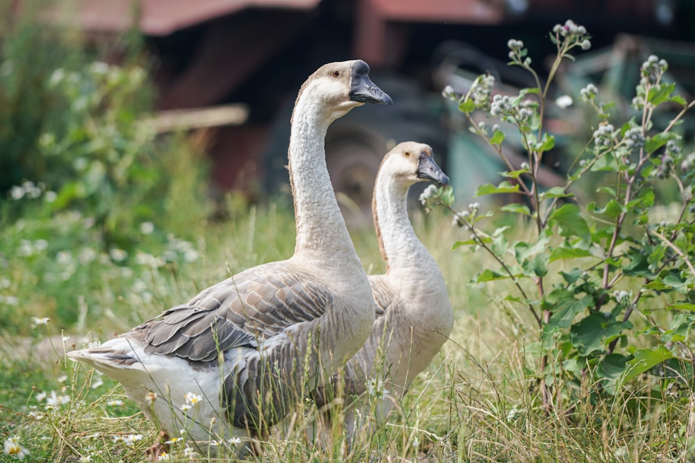 Braune und weiße Ente auf grünem Gras tagsüber
