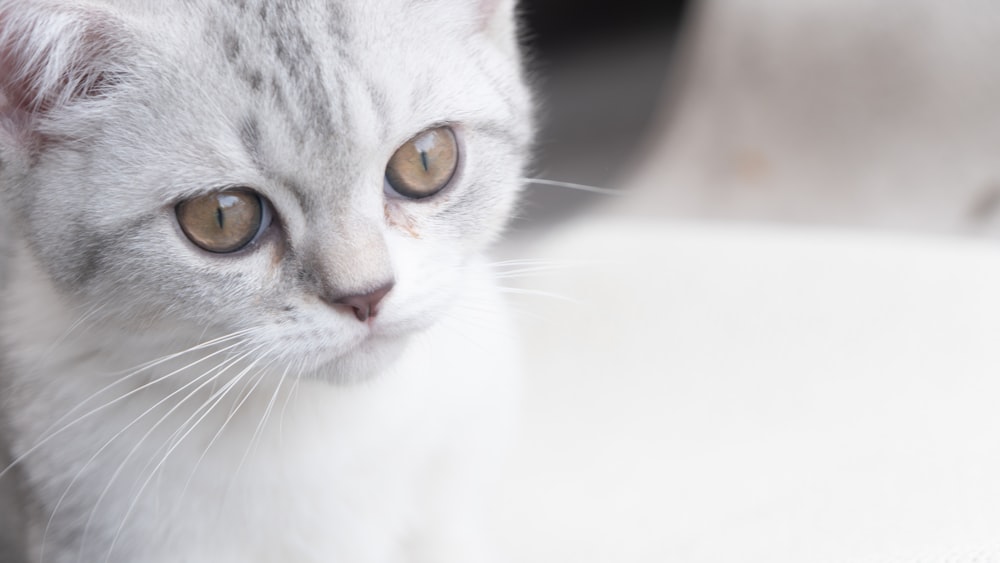 chat blanc et gris sur baignoire en céramique blanche