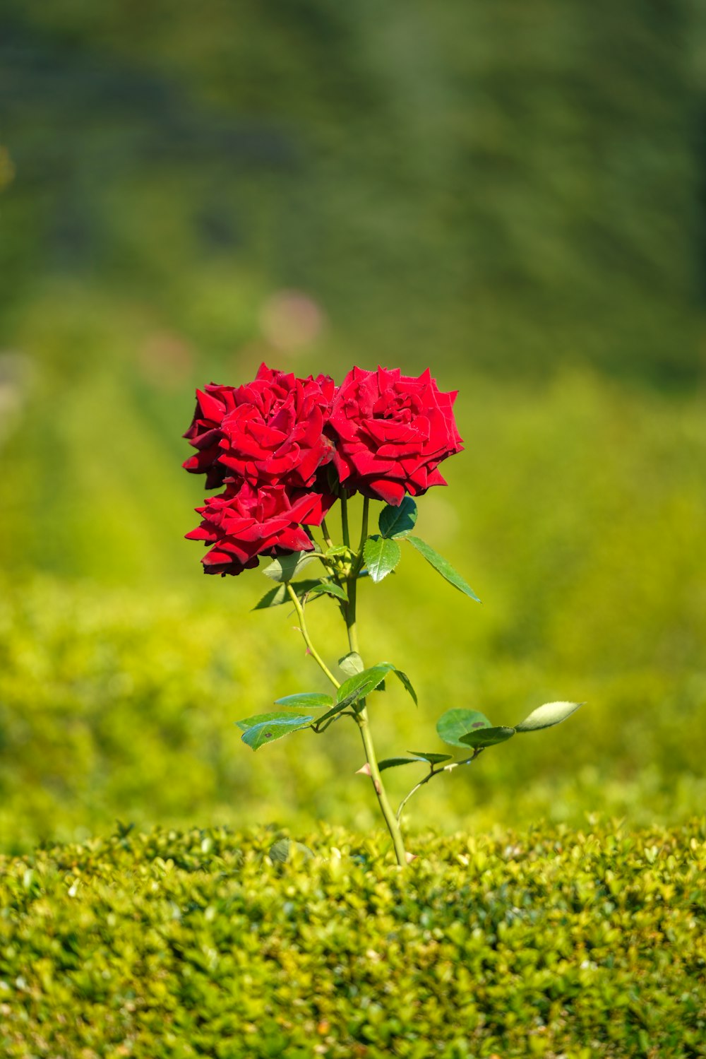 red flower in green grass field during daytime