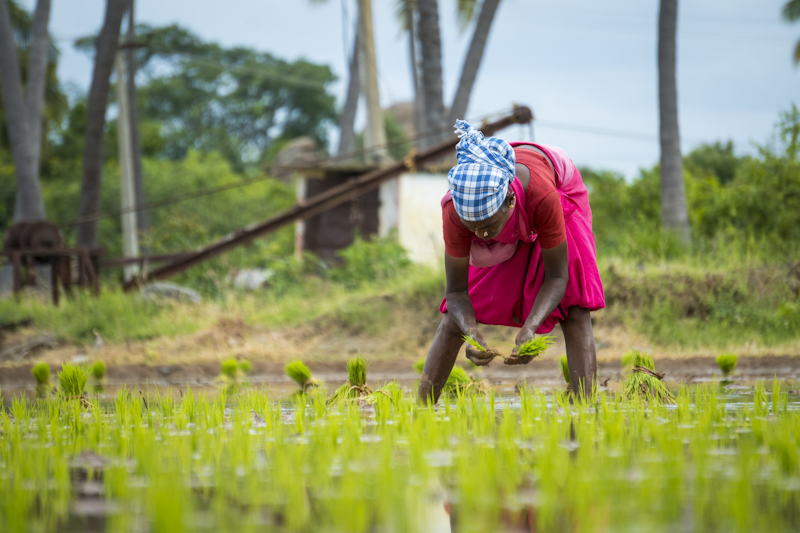 Agricultural Value Chain Enhancement