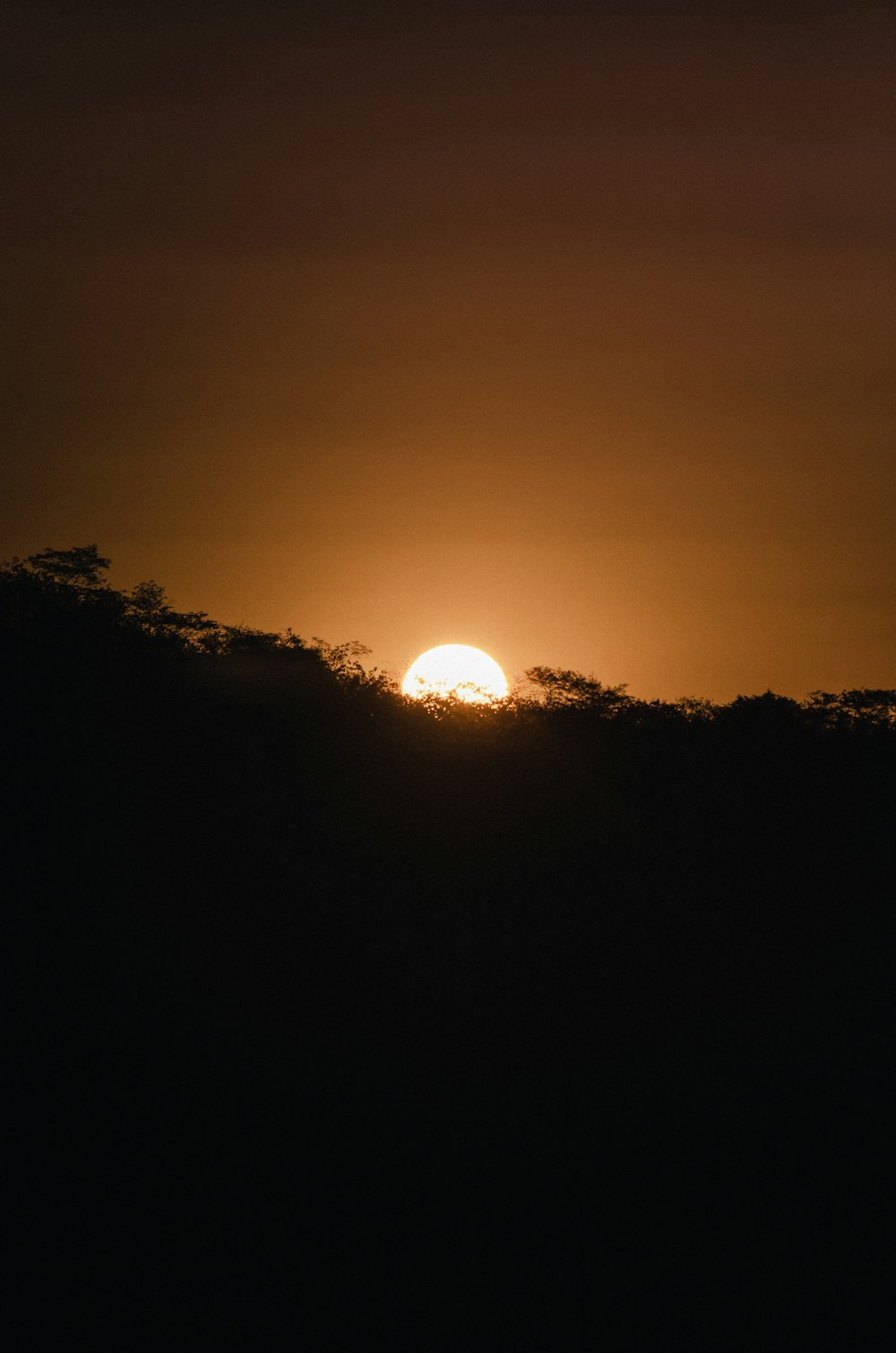 silhouette of trees during sunset