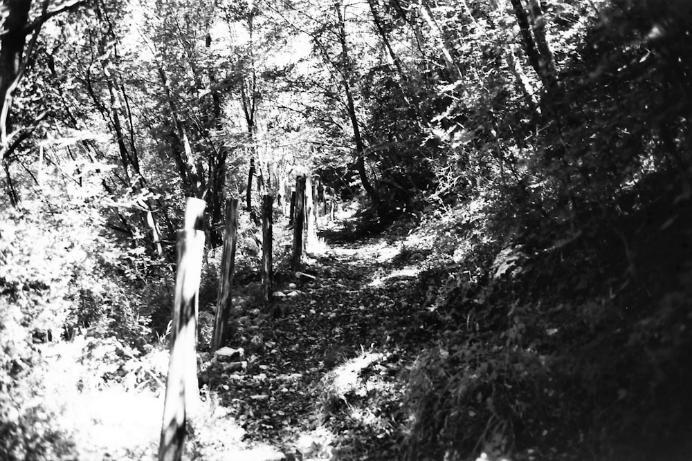 grayscale photo of trees and plants