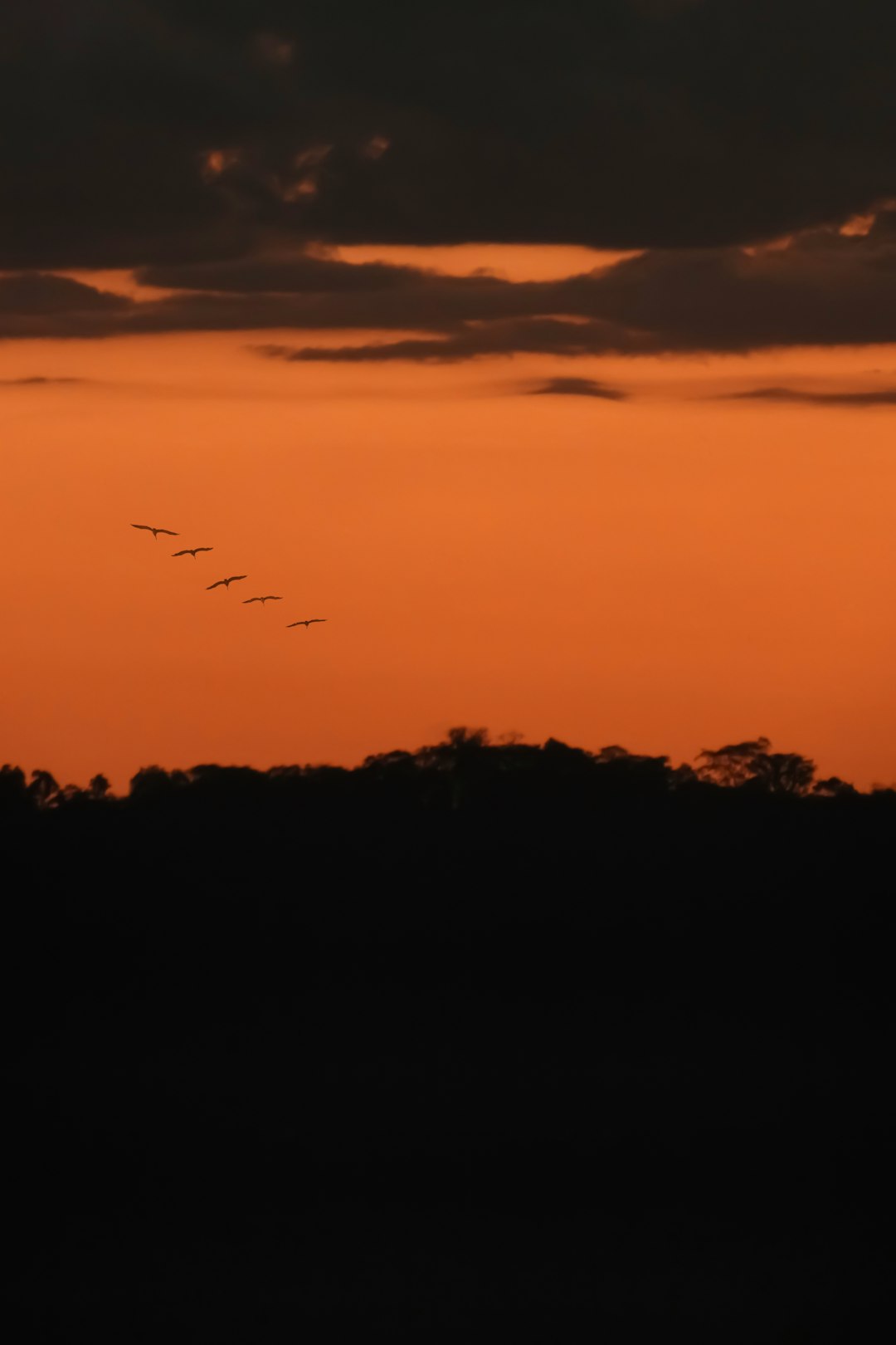 birds flying over the forest during sunset
