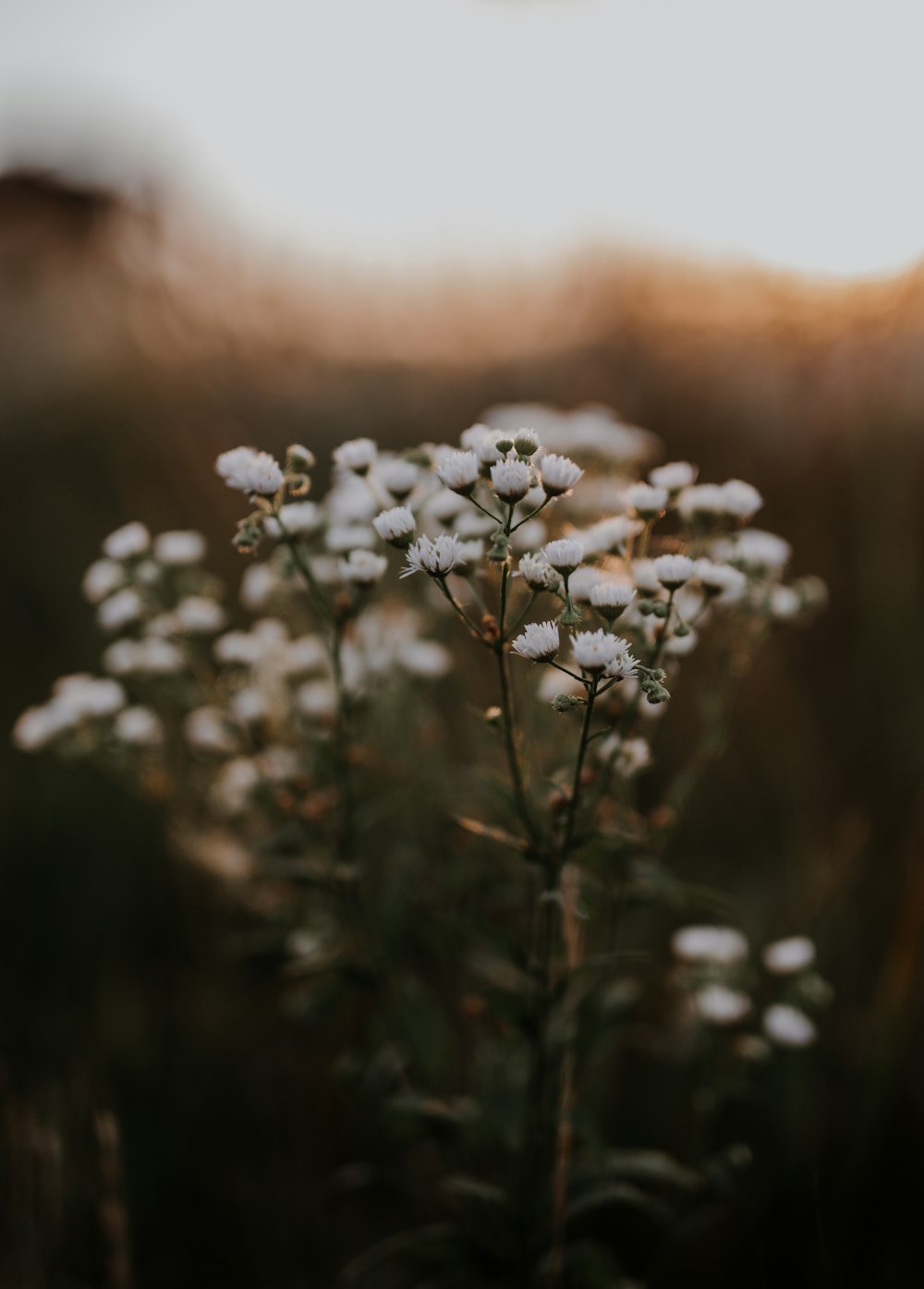 white flowers in tilt shift lens