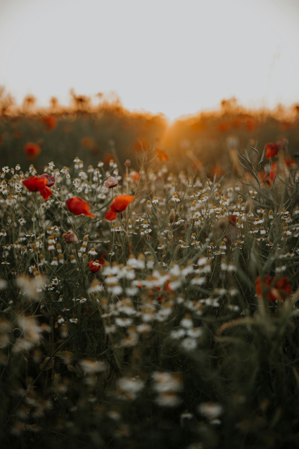 red flowers in tilt shift lens