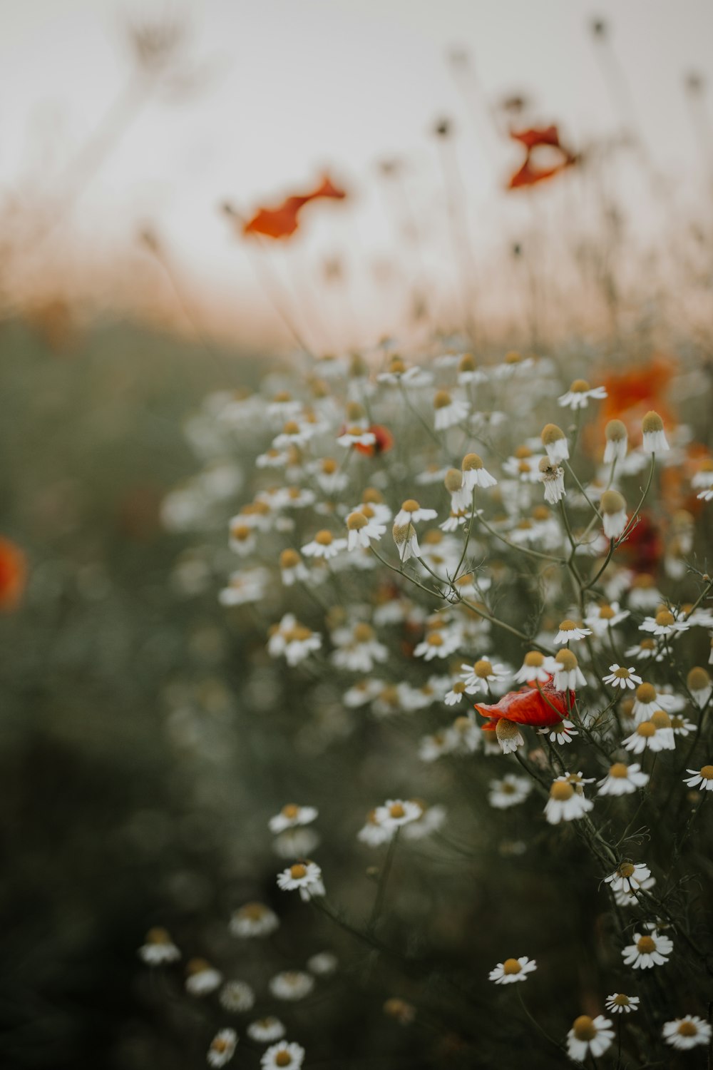 red and white flower in tilt shift lens