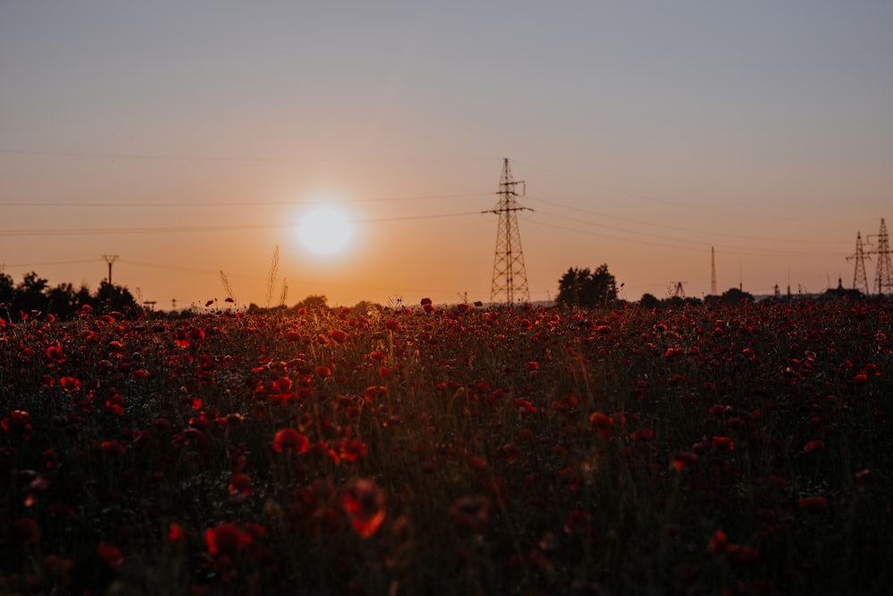 silhouette of electric posts during sunset