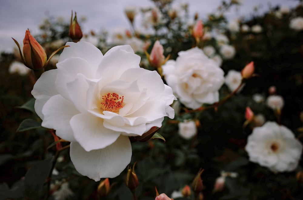 white flower in tilt shift lens