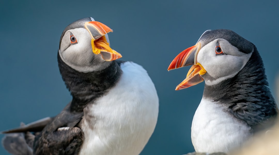 white duck with orange beak