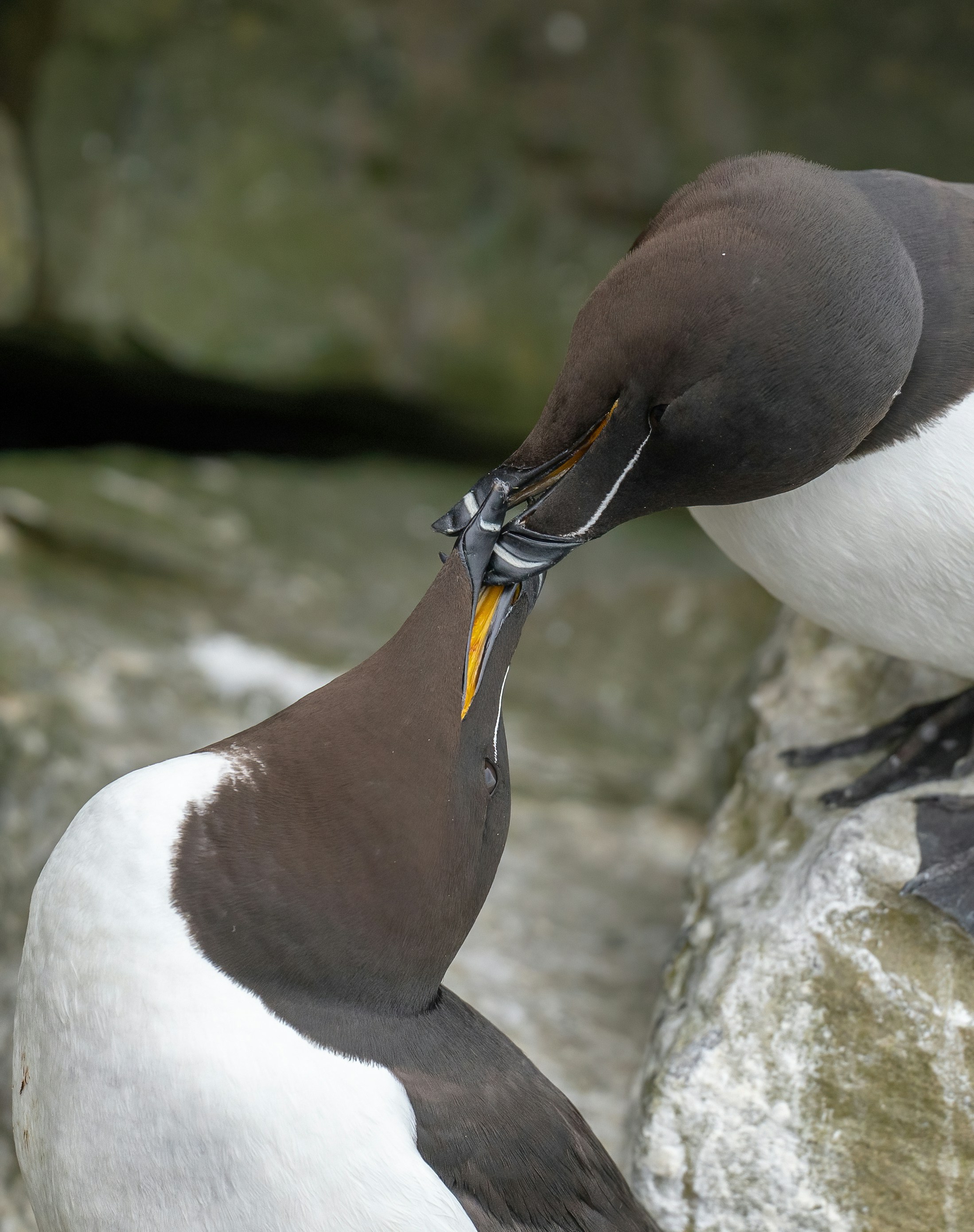 2026 Steak Pairing Trends: Umami, Functional Mushrooms, and the Rise of Adaptogen Sides