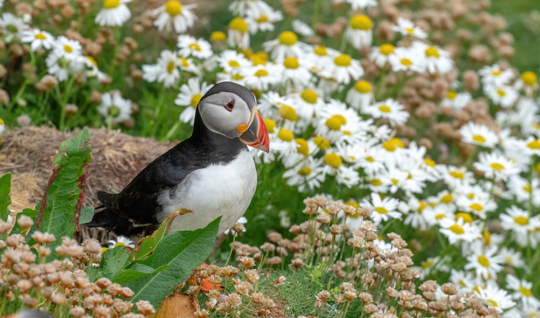 white and black bird on yellow flowers