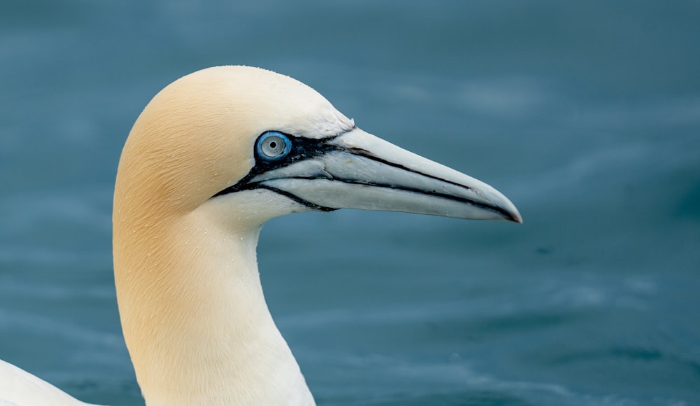 white and blue bird in close up photography