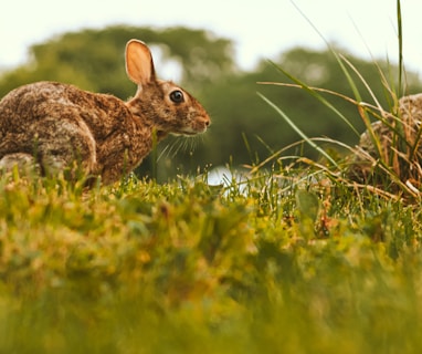 brown rabbit on green grass during daytime