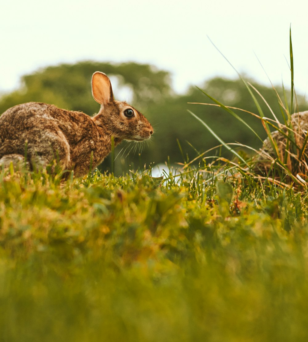 brown rabbit on green grass during daytime