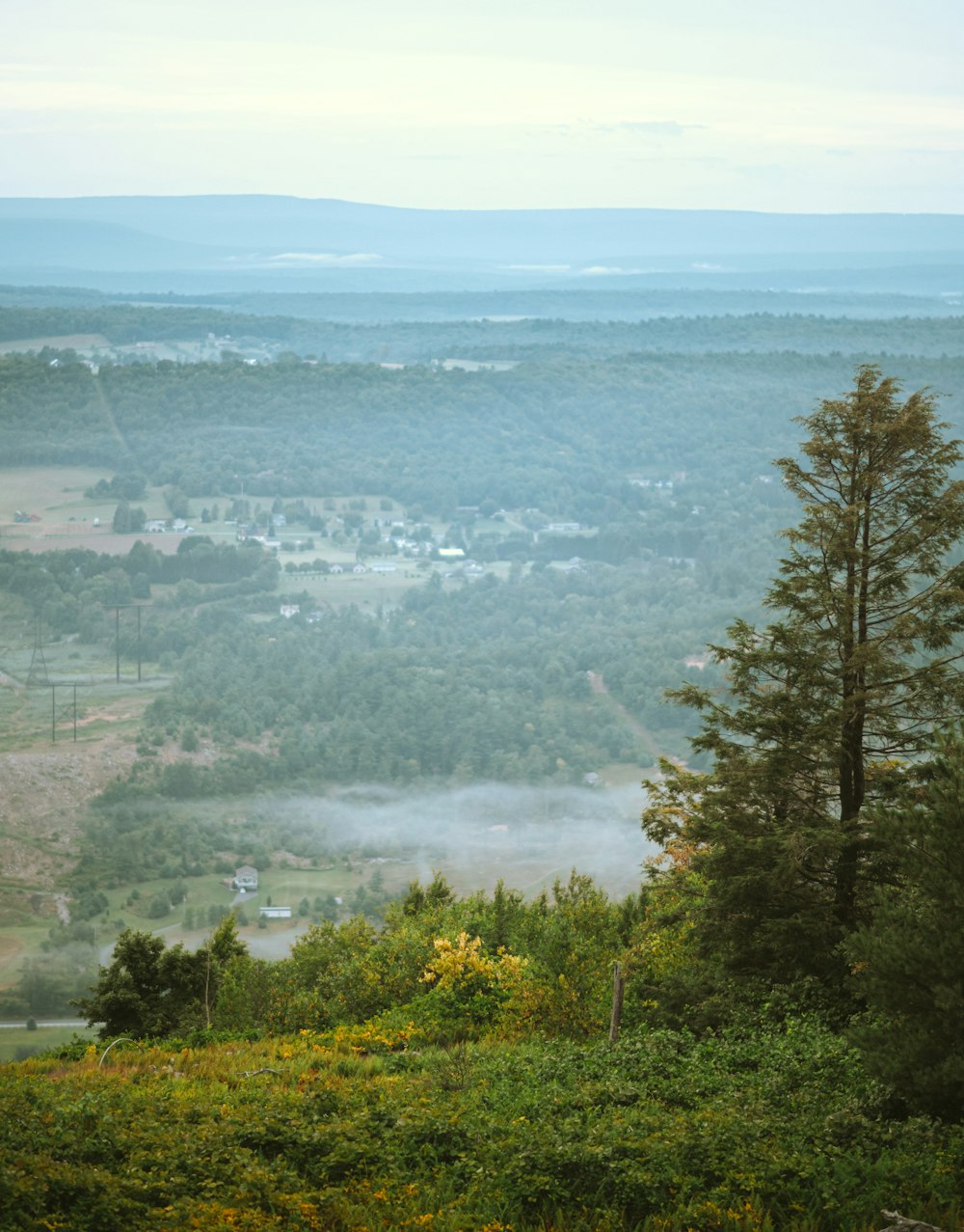 arbres verts près d’un plan d’eau pendant la journée