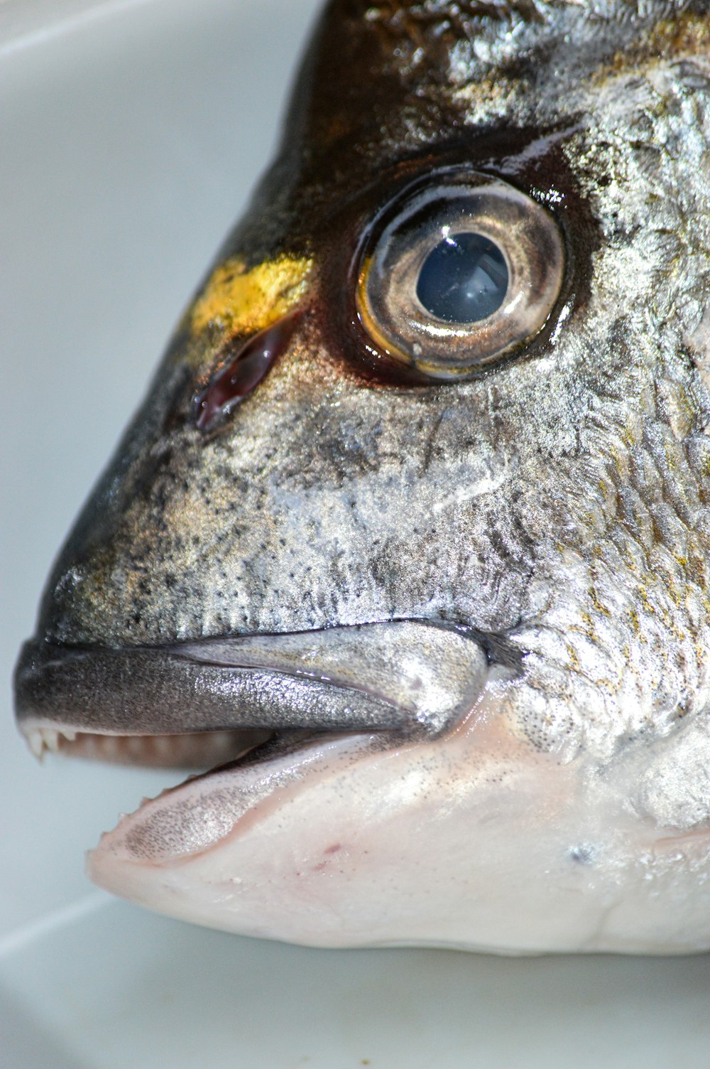 grey and yellow fish in close up photography