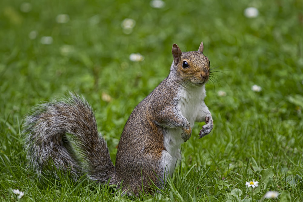 brown squirrel on green grass during daytime