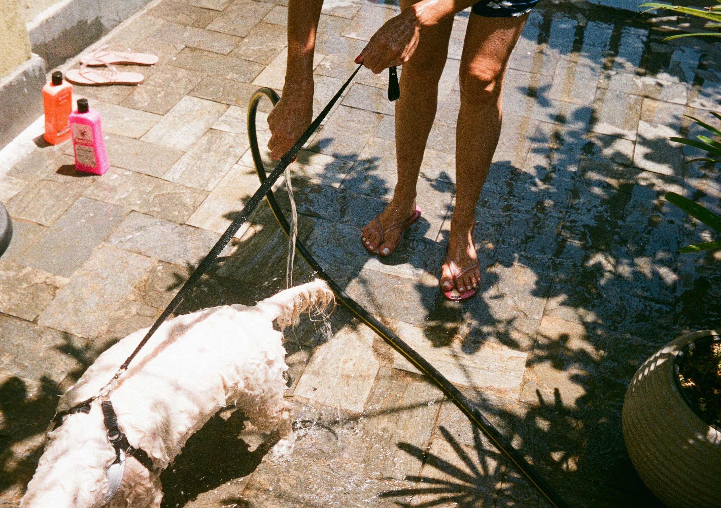 white short coated dog lying on floor