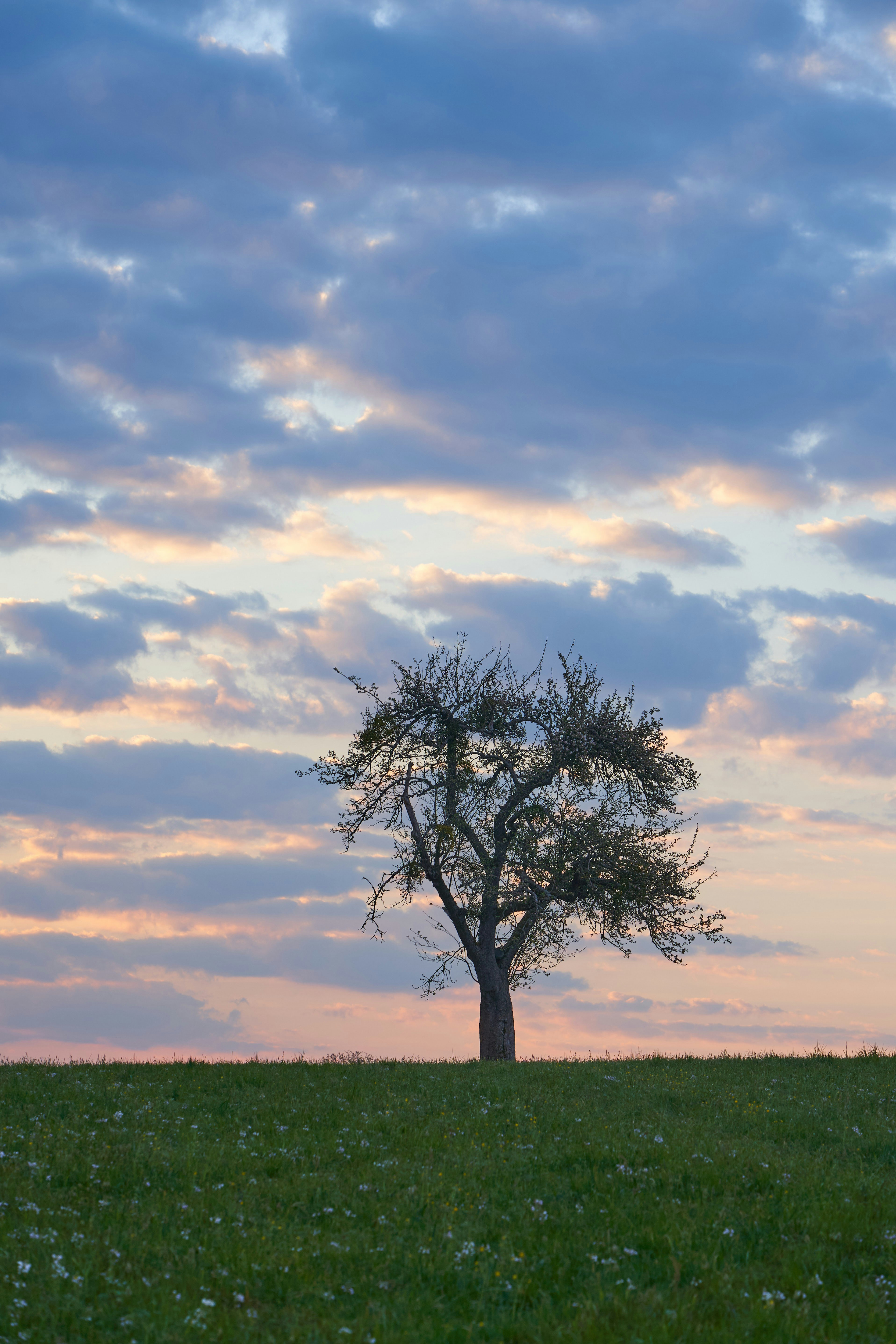 Photo by wolfgang_hasselmann