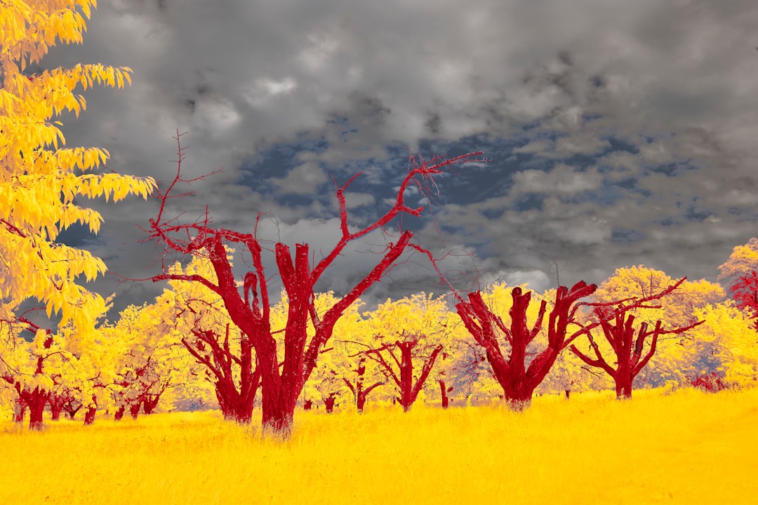 leafless tree on yellow grass field under cloudy sky